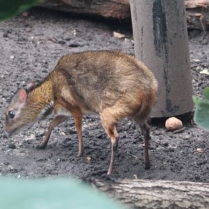 Javan chevrotain