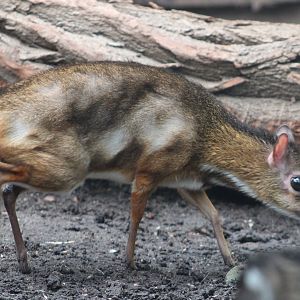 Javan chevrotain