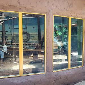 Indoor-enclosure Mandrill