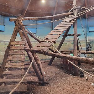 Indoor-enclosure Mandrill