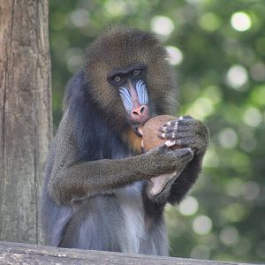 Mandrill