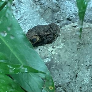 Frog ID?