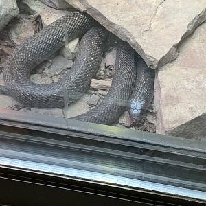 Snake ID?