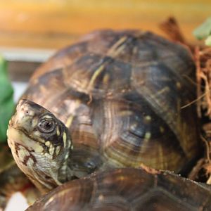 Terrapene carolina triunguis