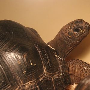 Chelonoidis gigantea