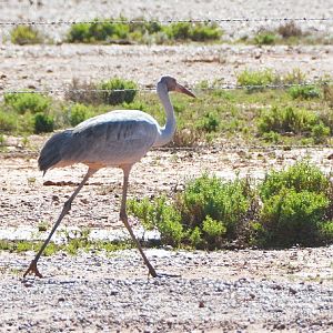 Imm. Brolga