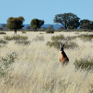 Red kangaroo male.