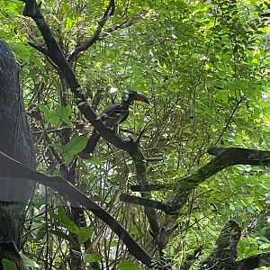 Crowned hornbill (Lophoceros alboterminatus)