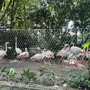 Greater flamingo (Phoenicopterus roseus)