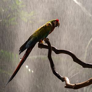 Tropical Storm, La Jungla