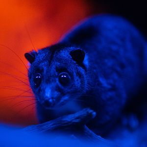 Ground Cuscus, Sombras silenciosas