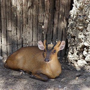 Reeves Muntjac Walkthrough, Bosque Templado