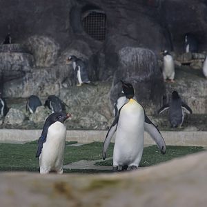 Adelie Penguin/ King Penguin
