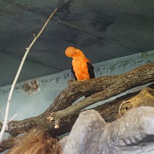 Andean cock-of-the-rock