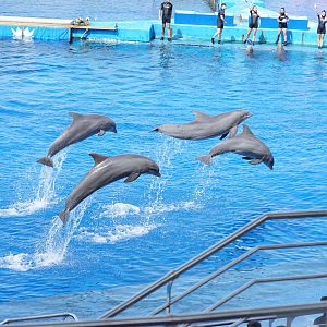 Dolphinarium