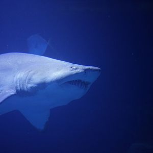Tiger Sand Shark