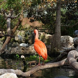 Mangrove section of the Big Aviary