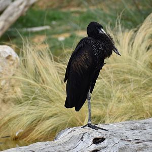 African Openbill - Anastomus lamelligerus