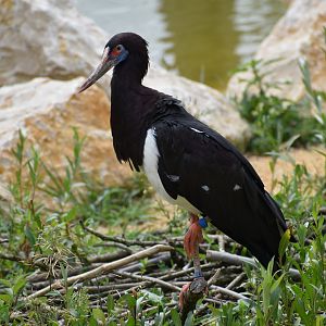 Abdim's Stork - Ciconia abdimii