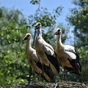 White Stork - Ciconia ciconia (wild)