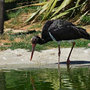 Black Stork - Ciconia nigra