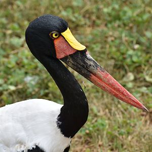 Saddle-billed Stork - Ephippiorhynchus senegalensis