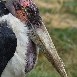 Marabou Stork - Leptoptilos crumenifer