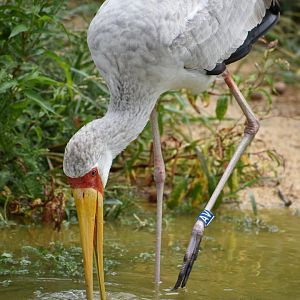 Yellow-billed Stork - Mycteria ibis