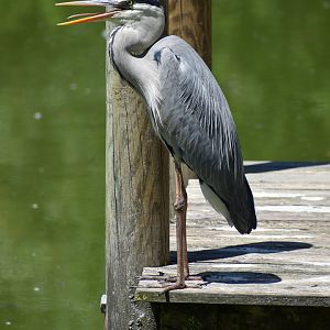 Grey Heron - Ardea cinerea