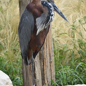 Goliath Heron - Ardea goliath