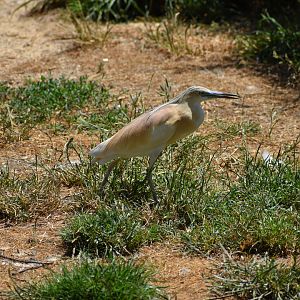 Squacco Heron - Ardeola ralloides