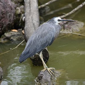 White-faced Heron - Egretta novaehollandiae