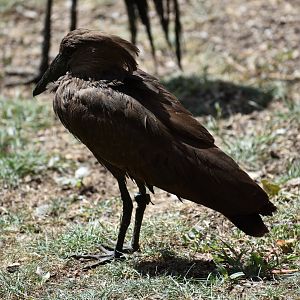 Hamerkop - Scopus umbretta