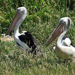 Australian Pelican - Pelecanus conspicillatus