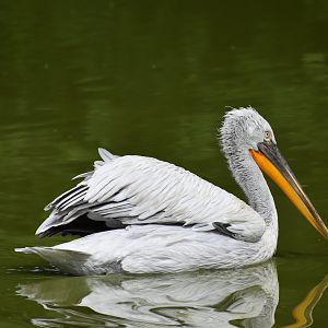 Dalmatian Pelican - Pelecanus crispus