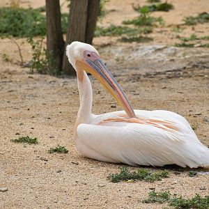 Great White Pelican - Pelecanus onocrotalus