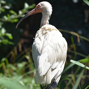 American White Ibis - Eudocimus albus