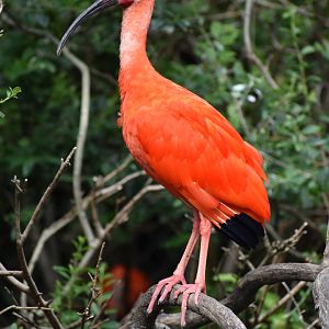 Scarlet Ibis - Eudocimus ruber