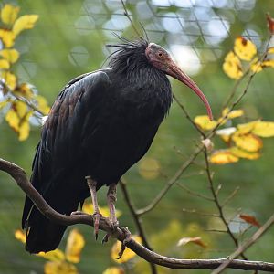 Northern Bald Ibis - Geronticus eremita