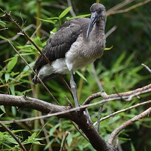 Puna Ibis - Plegadis ridgwayi