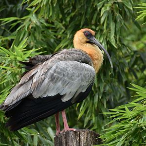 Black-faced Ibis - Theristicus melanopis