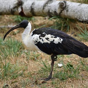 Straw-necked Ibis - Threskiornis spinicollis