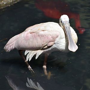 Roseate Spoonbill - Platalea ajaja