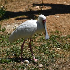 African Spoonbill - Platalea alba