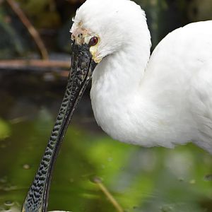 Eurasian Spoonbill - Platalea leucorodia
