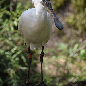 Black-faced Spoonbill - Platalea minor