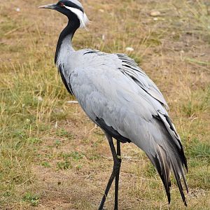 Demoiselle Crane - Grus virgo