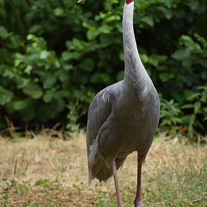 Sarus Crane - Antigone antigone