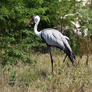 Wattled Crane - Grus carunculata