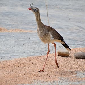 Red-legged Seriema - Cariama cristata